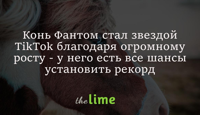 Конь Фантом стал звездой TikTok благодаря огромному росту - у него есть все шансы установить рекорд
