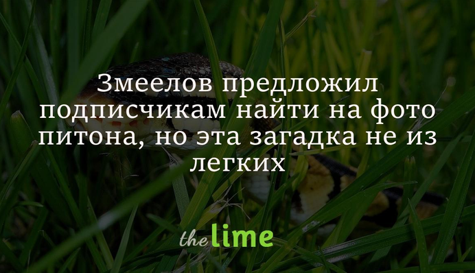 Змеелов предложил подписчикам найти на фото питона, но эта загадка не из легких