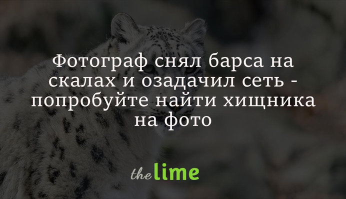 Фотограф снял барса на скалах и озадачил сеть - попробуйте найти хищника на фото