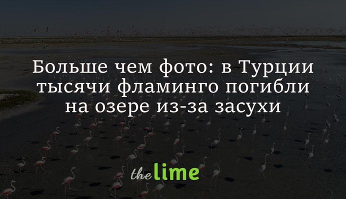 Больше чем фото: в Турции тысячи фламинго погибли на озере из-за засухи
