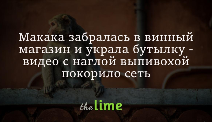 Макака залізла у винний магазин і вкрала пляшку - відео з нахабною випивакою підкорило мережу