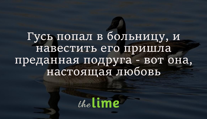 Гусь попал в больницу, и навестить его пришла преданная подруга - вот она, настоящая любовь