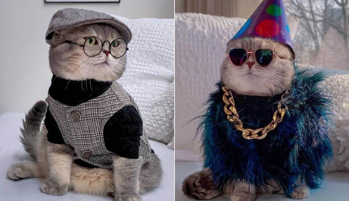 Кіт, якого покинули, знайшов новий дім та став зіркою Instagram - ви тільки подивіться на цього стилягу