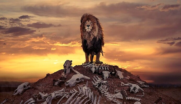 Фотограф зробив знімок лева, який стоїть над купою кісток, і він нагадує кадр з голлівудського фільму