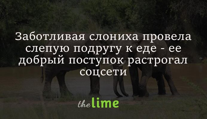 Турботлива слониха провела сліпу подругу до їжі - її добрий вчинок зворушив соцмережі