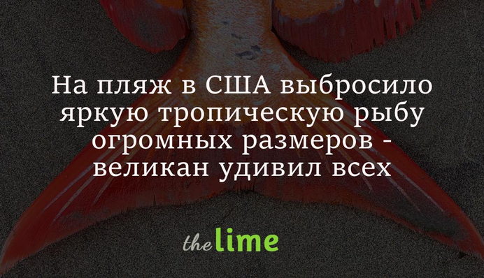 На пляж в США выбросило яркую тропическую рыбу огромных размеров - великан удивил всех