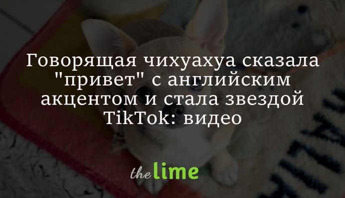 Говорящая чихуахуа сказала 