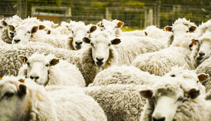 В Гонконге в детской книге об овцах увидели подстрекательство к мятежу - авторов арестовали