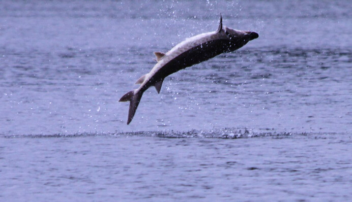 Величезна риба вистрибнула з річки і шокувала рибалок: відео