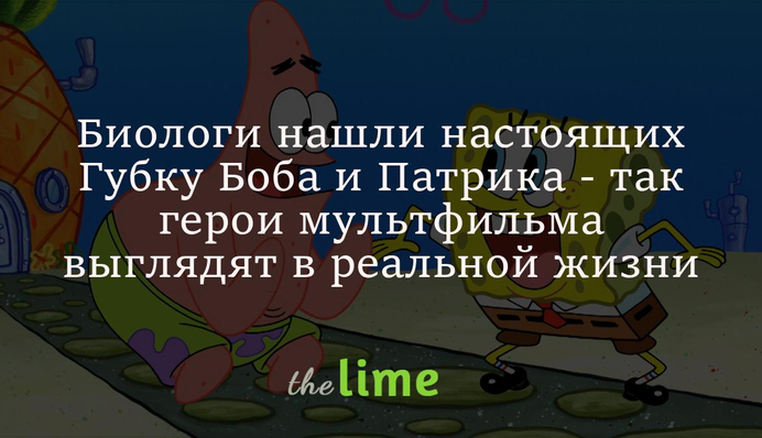 Биологи нашли настоящих Губку Боба и Патрика - так герои мультфильма выглядят в реальной жизни