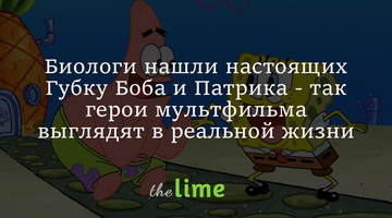 Биологи нашли настоящих Губку Боба и Патрика - так герои мультфильма выглядят в реальной жизни