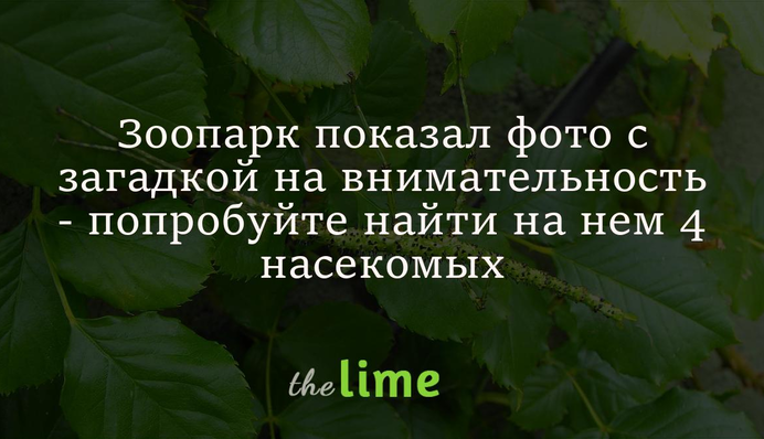 Зоопарк показал фото с загадкой на внимательность - попробуйте найти на нем 4 насекомых