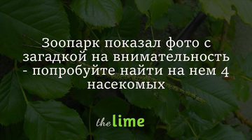 Зоопарк показал фото с загадкой на внимательность - попробуйте найти на нем 4 насекомых