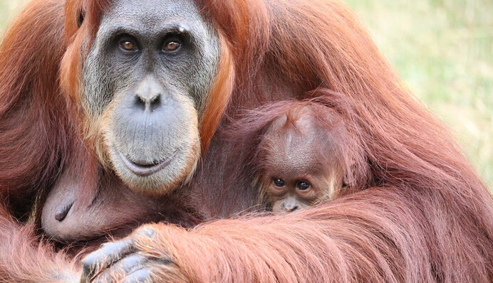 Самка орангутана в зоопарке нашла очки и надела их вверх ногами - рыжая модница просто неотразима