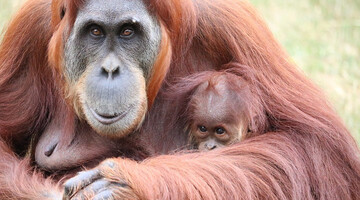 Самка орангутана в зоопарке нашла очки и надела их вверх ногами - рыжая модница просто неотразима