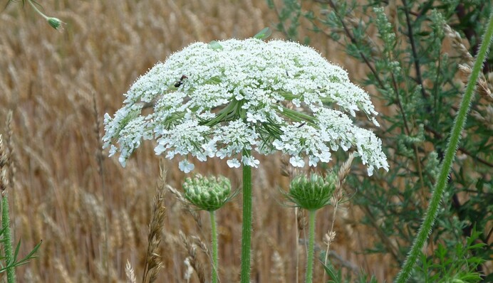 Прогулка пса едва не закончилась трагедией из-за кустов борщевика - а ведь он растет и в Украине