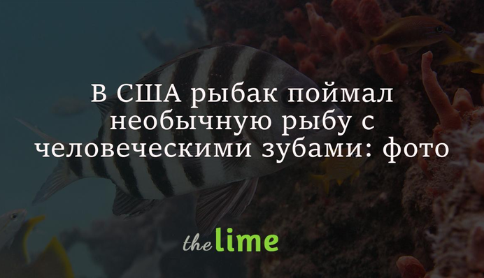 В США рыбак поймал необычную рыбу с человеческими зубами: фото