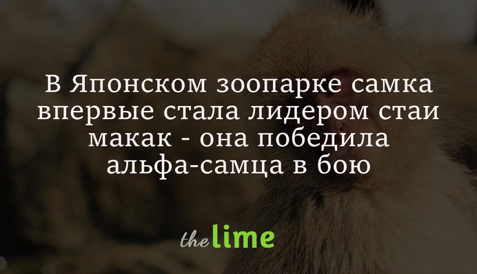 В Японском зоопарке самка впервые стала лидером стаи макак - она победила альфа-самца в бою