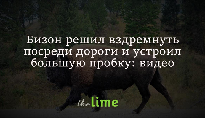 Бизон решил вздремнуть посреди дороги и устроил большую пробку: видео