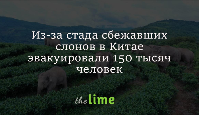 Через стадо мігруючих слонів у Китаї евакуювали 150 тисяч осіб