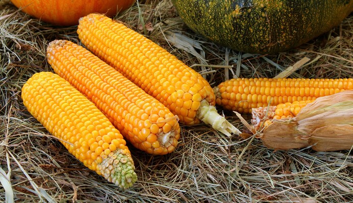 Как заморозить кукурузу и сохранить ее вкус: простые рецепты на зиму