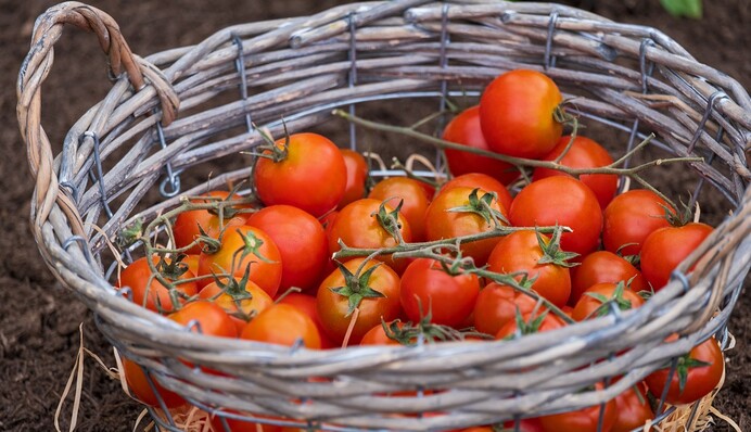 Закрываем на зиму вкусные помидоры по-португальски: простой рецепт