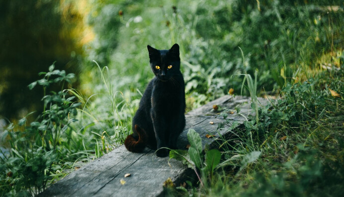 Кіт покликав на допомогу і врятував літню господиню, яка впала в глибокий яр