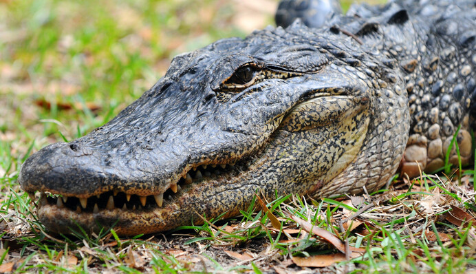 Відвідувач врятував співробітницю зоопарку з пащі алігатора - він стрибнув прямо в басейн до хижака