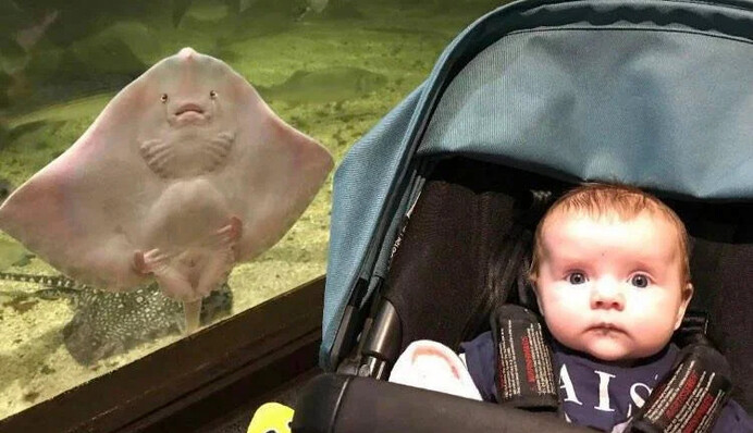 Мама сняла, как скат смешно 