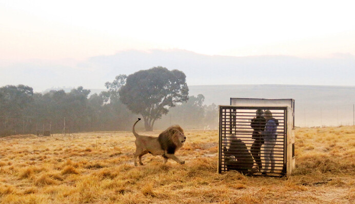 Зоопарк наоборот: в Южной Африке людям приходится сидеть в клетке, чтобы посмотреть на львов
