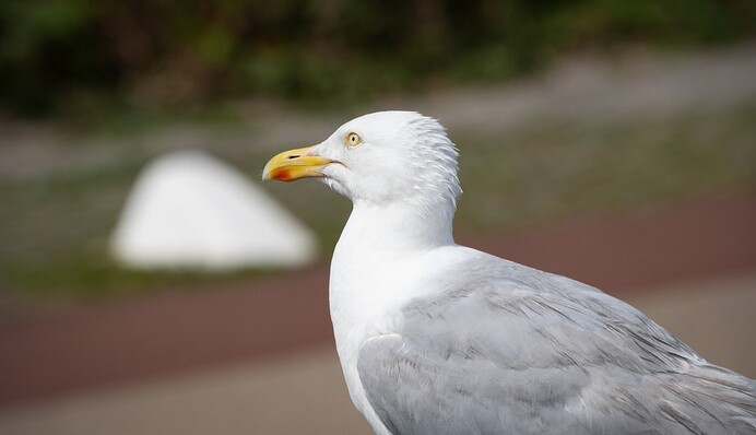 Нахабна чайка потягла чіпси з супермаркету, і це вже її друге пограбування: відео