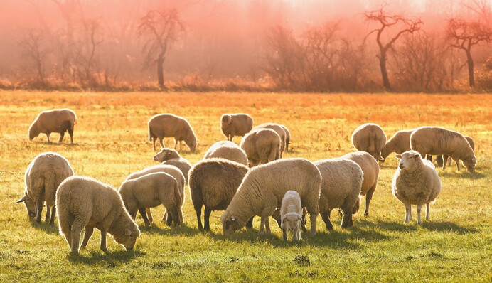 Стадо овець допомогло фермеру зворушливо вшанувати пам'ять покійної родички: фото