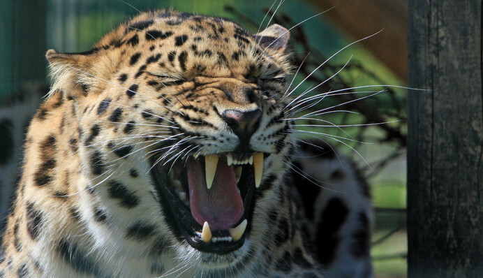 Леопард напав на модель під час фотосесії в Німеччині - дівчина отримала серйозні травми