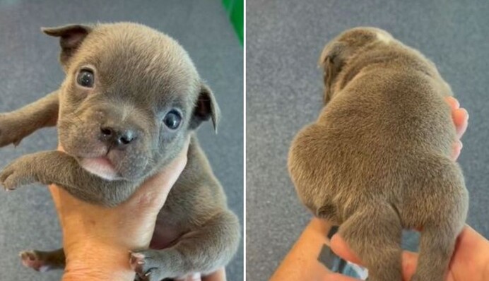 Жінка думала, що її щеня народилося з двома хвостами - виявилося, що у нього п'ять лап