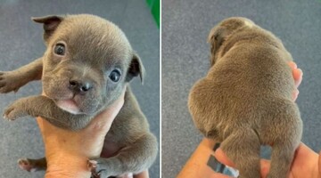 Жінка думала, що її щеня народилося з двома хвостами - виявилося, що у нього п'ять лап