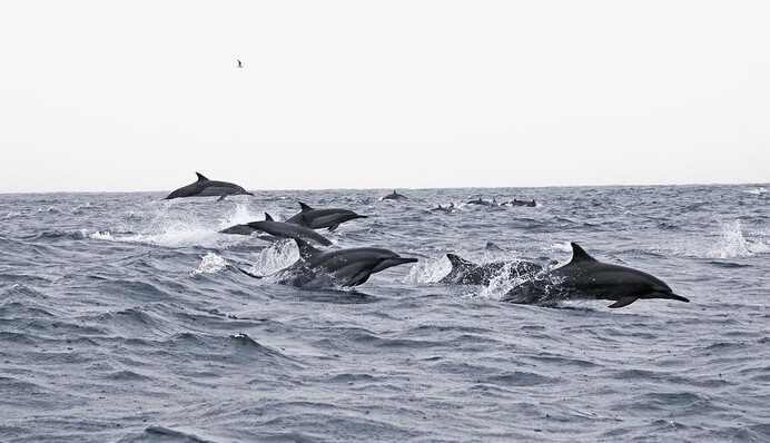 Зграя дельфінів допомогла врятувати чоловіка, який загубився в холодному морі