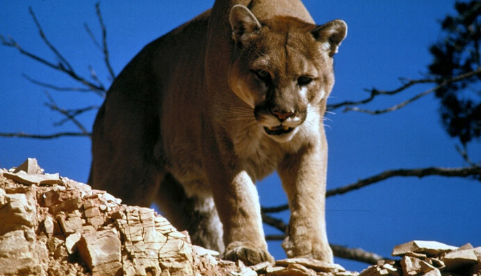 Жінка голими руками відбила 5-річного сина у гірського лева