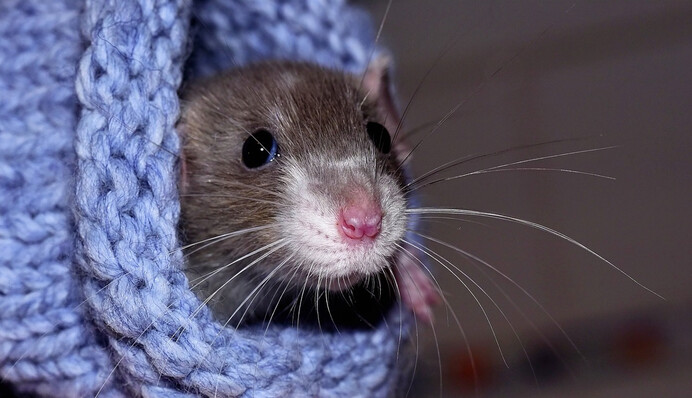 Крыса сыграла на крошечной губной гармошке, и теперь люди мечтают о ее дуэте с котом-пианистом: видео