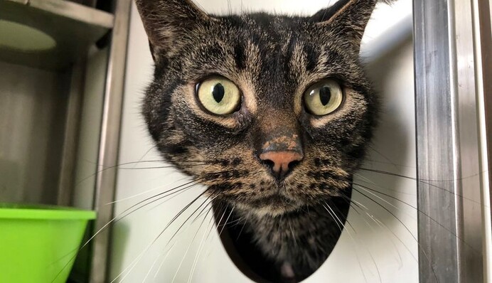 Кота замкнули в будинку на 52 дня, і він дивом вижив - весь цей час тварина харчувалася папером
