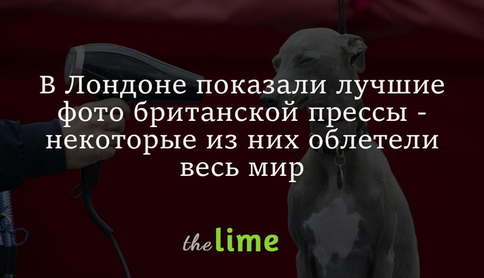 У Лондоні показали кращі фото британської преси - серед них усміхнений собака і Кейт Міддлтон під парасолькою