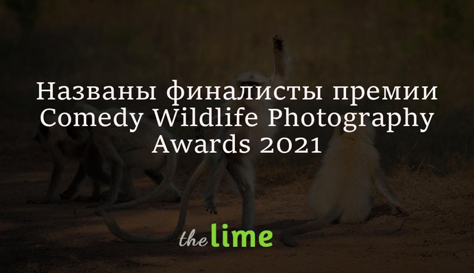 На премії за найкращі комічні фото дикої природи назвали фіналістів, і ці кадри змусять посміятися