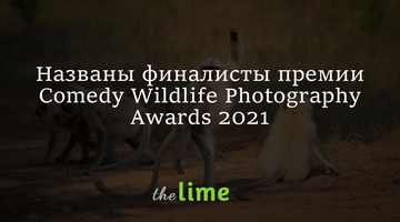 На премії за найкращі комічні фото дикої природи назвали фіналістів, і ці кадри змусять посміятися