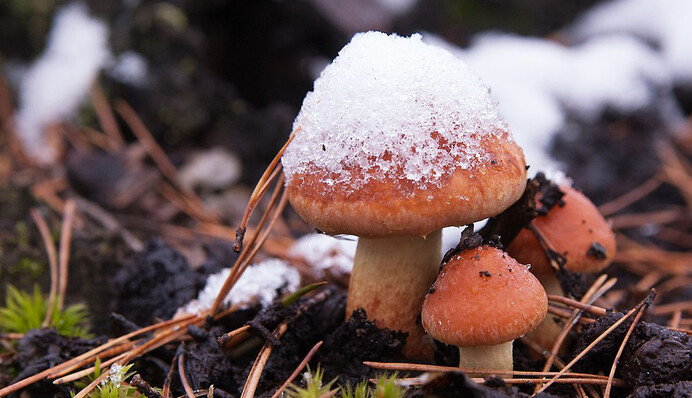 Сибірські холоди і сніг у жовтні: кліматолог розповіла, якою буде осінь-2021