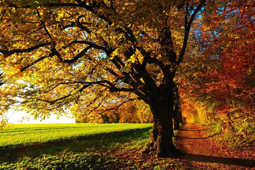 Зима прийде раніше: синоптики розповіли про погоду в Києві на осінь