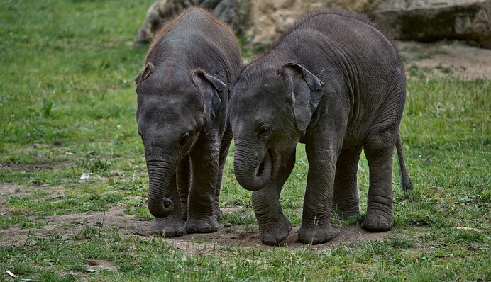 На Шрі-Ланці вперше за 80 років народилися слони-близнюки: відео