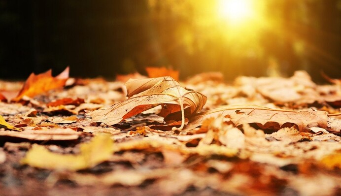 Осень, разойдись, 