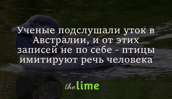 Вчені підслухали качок в Австралії, і від цих записів стає ніяково - птахи імітують мову людей