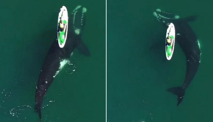 20-метровий кит погрався з крихітним сапбордом, а фотограф зняв найкраще відео в своєму житті - ось воно