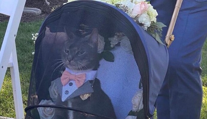 Кот пришел на свадьбу хозяев в костюме и с чересчур серьезной мордочкой - теперь он звезда в сети и дон Котлеоне