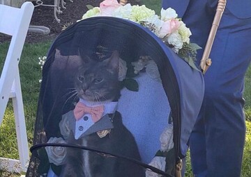 Кіт прийшов на весілля господарів у костюмі та з надто серйозною мордочкою - тепер він зірка в мережі й дон Котлеоне